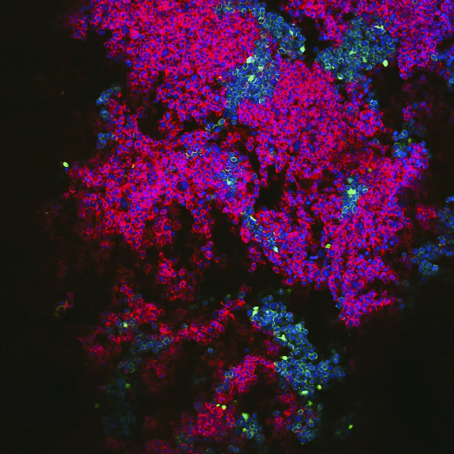 Fluorescence microscopy image showing hierarchical cellular assembly