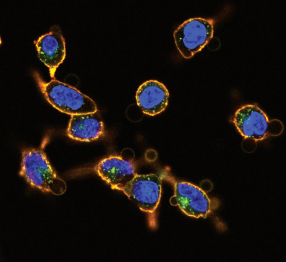 Fluorescence microscopy image of engineered cells