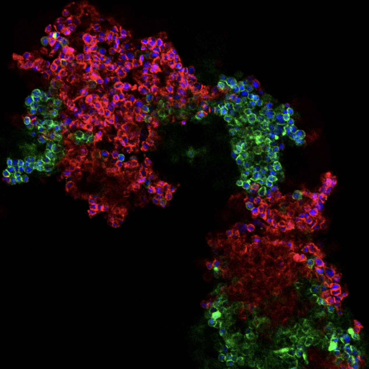 Fluorescence microscopy image of FNA-guided cellular assembly
